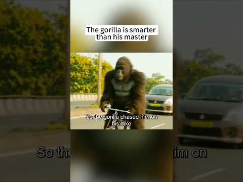 #shorts The gorilla is smarter than his master.