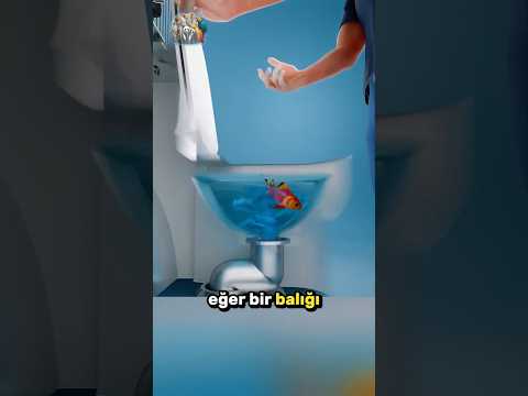 Balığı Klozete Atarsan Ne Olur? 🐟🚽🤔