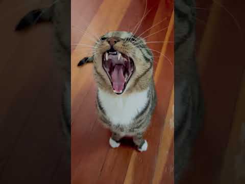 Meow yawning
