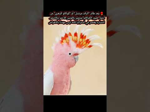 طائر الرائد ميتشال من اجمل الطيور #معلومات #حقائق #هل_تعلم