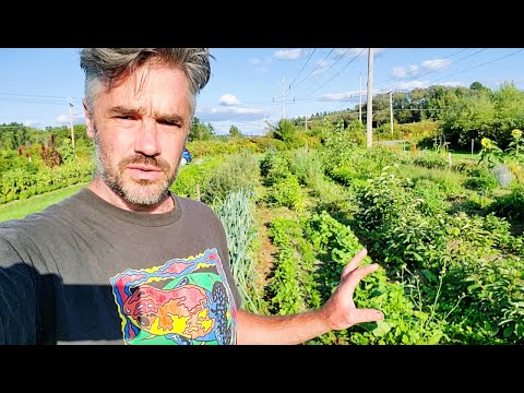 Permaculture Farm - Tomato Trellis Ideas and More