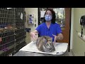 Cat Respiratory Health Assessment