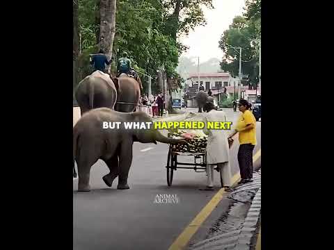Elephants Asks Politely For A Fruit