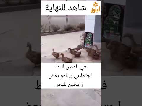 في الصين البط اجتماعي بينادو بعض رايحين للبحر