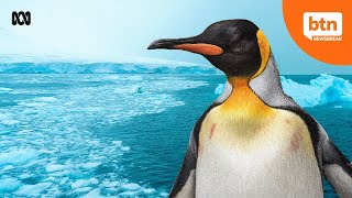 What's Happening To Antarctica's Sea Ice?