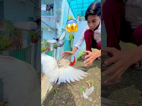 Kabutar ka bacha gir gya 😱 #petlover #pigeon #pets #kabutar #birdlovers #minivlog #funny #shorts ￼