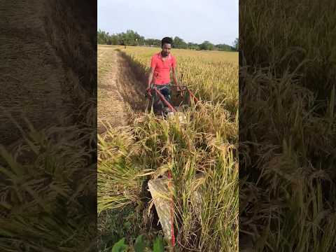 ধান কাটা মেশিন #shortsvideo #youtuber #youtube #youtubeshorts #tranding #shortsfeed #reels