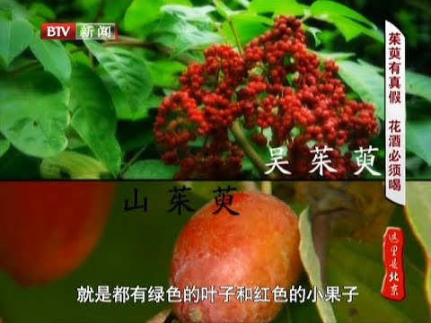 节日冷知识大揭秘！爬山竟是为追山神，茱萸也分真假【这里是北京】