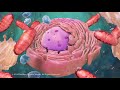 Cell Structure and Function Concepts