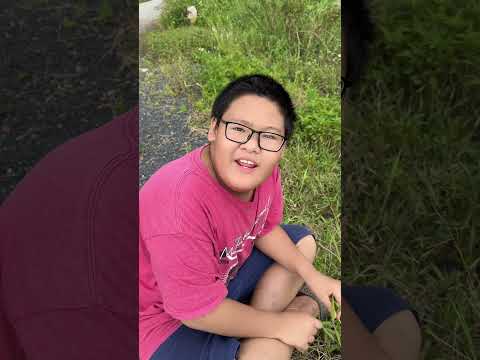 CÂY MẮC CỠ #phadene #shorts