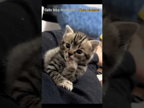 Cats Who Are Better Than Humans