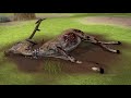 Exploring Energy Flow in Ecosystems