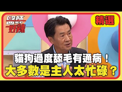 貓狗過度舔毛有通病！大多數是主人太忙碌？【#醫師好辣】20241221 EP1693 精選