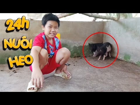 Thử Thách 24h Chăn Heo Con - A Ngọc Trổ Tài