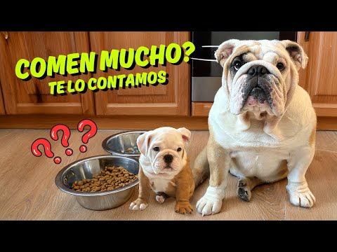 “Esto es lo que comen mis Bulldogs Inglés a diario 🐾 | Recomendaciones reales”