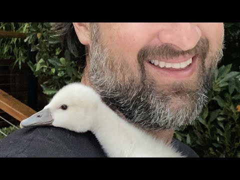 Guy does sweetest thing for swan