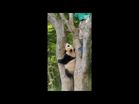 고집이 하늘을 찌르는 뚠뚜니 푸바오 달래는 할아버지 | 에버랜드 판다월드 아기판다 #푸바오 (Panda FuBao) #shorts