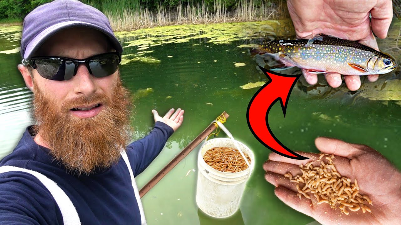 Maggot Feeder Saved the Day (Catch, Clean, Cook) - Hunt Prep, Squirrel Stand, Trail Cam Success