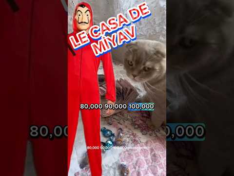 Le casa de miyav 🙀🤣  ( banka soygunu) kedim berlin bamka soydu #para #money