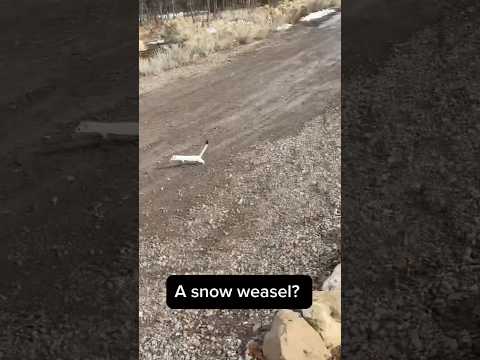 What’s faster, a snow weasel or a snow Elliot? #funnyanimal #kidsandanimals #motokid #kidsonbikes