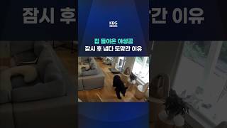 집 들어온 야생곰, 갑자기 도망간 이유 #shorts / KBS