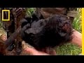 Gorilla Conservation Challenges