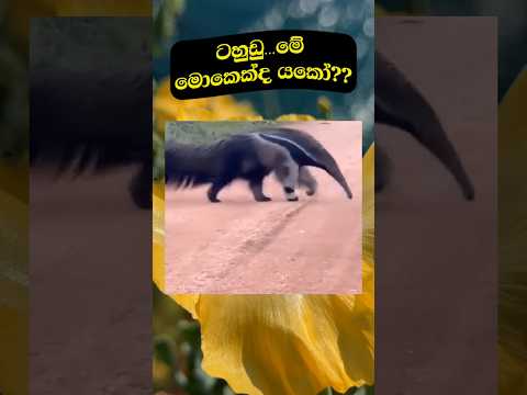 කලුවරේ දැක්කොත් බයටම මැරෙනවා 💯🔥😢#youtubeshorts #ytshorts #viralshorts #trendingshorts #srilankanews