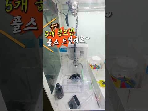 플스5 뽑기