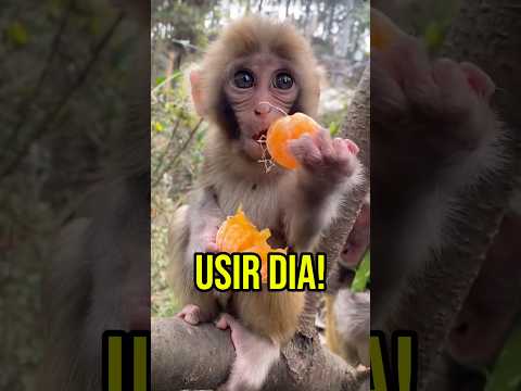 Bayi monyet ini selalu mengganggu orang #shorts