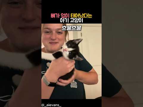 뼈가 없이 태어났다는 아기 고양이 #동물 #고양이