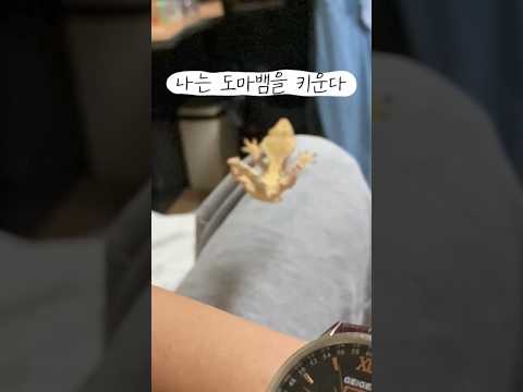 우리집 도마뱀은 귀뚜라미를 좋아해 #shorts #도마뱀 #크레스티드게코  #lizard