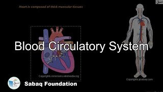 Blood Circulatory system of Human