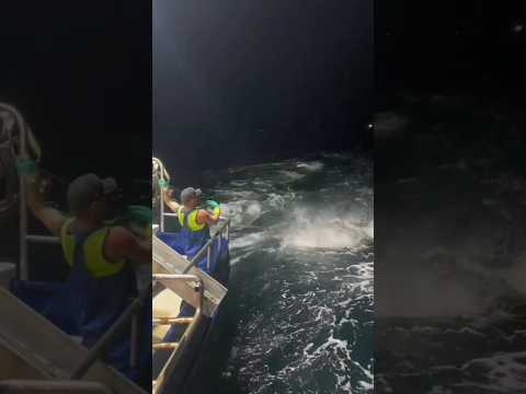 Mancing ikan tuna yang di hantam hiu. #bedasuara #fishing #mancing #fish