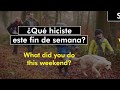 Exploring the Spanish Preterite Tense: Weekend Activities