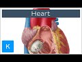 Heart Anatomy and Function Assessment
