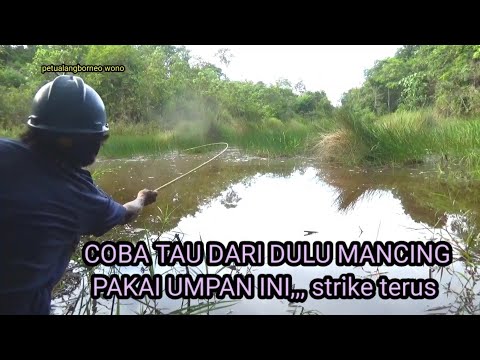 coba tau dari dulu mancing pakai umpan ini,,,, strike terus