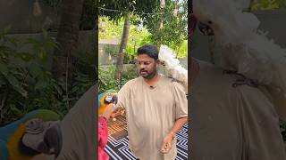 My Macaw Parrot and Cockatoo - Telugu Bird from Andhra Pradesh