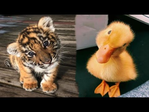 Cute Baby Animals Videos Compilation | Funny and Cute Moment of the Animals #1 - Cutest Animals 2024