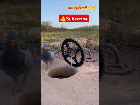 kabutari Bahu ki talash mein nikali Thi gaddhe mein gir gai  #like #follow #share #comment 😃🕊️