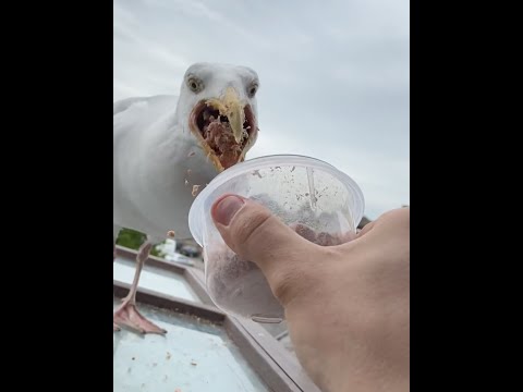 day 68 of feeding my pet seagull to gain his trust