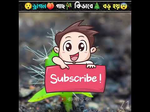 😯ড্রাগন🍑 গাছ 🎋কিভাবে🎄💫 বড় হয়😨 #shorts #youtubeshorts #viralshorts #dragon
