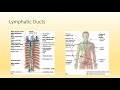 Lymphatic System Functions and Roles