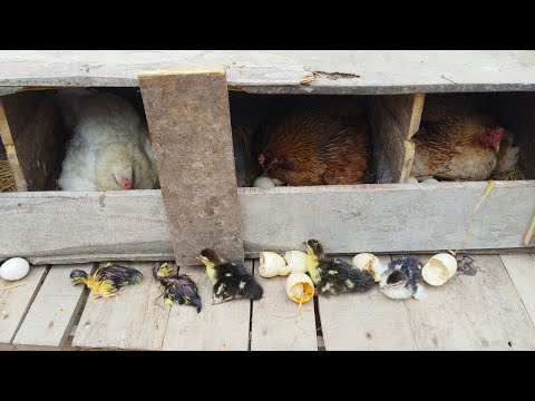 From Egg to Chick: How to Hatch Chicken Eggs in a Coop Without an Incubator