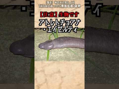 【閲覧注意】Youtubeに誤BANされそうな生物 #雑学 #動物