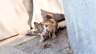 How To Help A Stray Cat Who Is Terrified Of Humans 😭