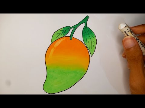 Cara Menggambar Buah Mangga Mudah Dan Bagus