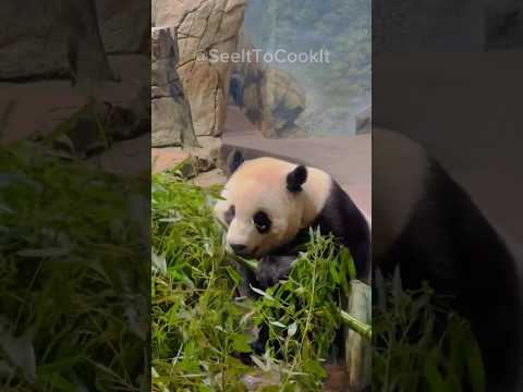 ?உங்களுக்கு Panda பிடிக்குமா..⁉️?#shorts #usatamilvlog #tamilshorts #ytshort