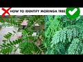 Moringa Tree Characteristics and Features
