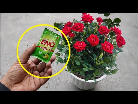 गुलाब के पौधे से ज़्यादा फ़ूल पाने का ऐसा तरीका जो दुनिया में कोई आपको नही बताएगा