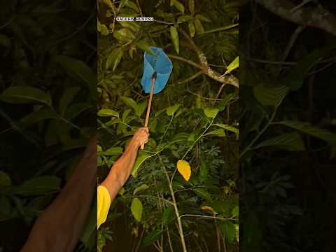 nyaplok burung hantu mistis 😱 #shortvideo